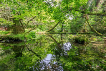 山吹水源　熊本県産山村　Yamabuki water source Kumamoto Ubuyama village