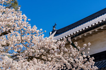 春の松本城公園