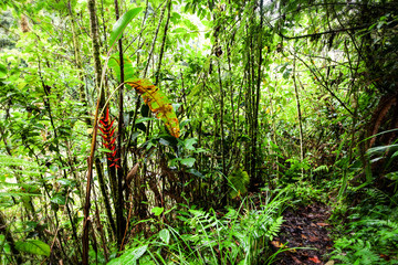 Tropical Amazonian Forest