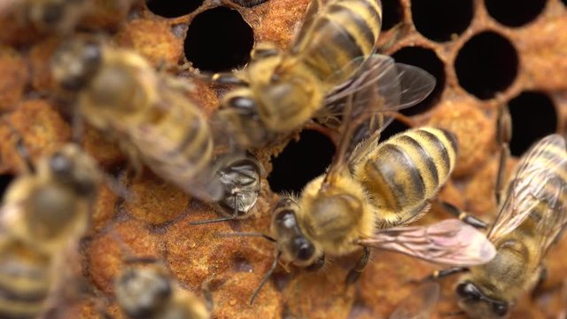Honey Bee Brood. Brood care. The Birth of a Bee. Worker bee emerging from cell. The Honey Bee Life Cycle