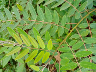 green leaves background