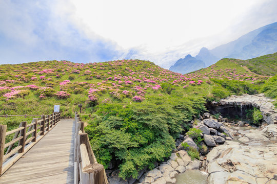 ミヤマキリシマ　仙酔峡　熊本県阿蘇市　Rhododendron kiusianum Sensuikyo Kumamoto Aso city
