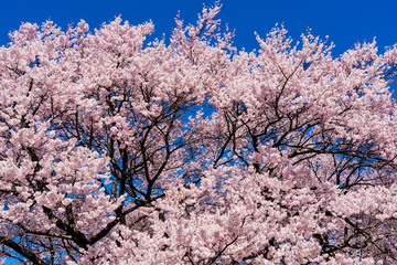 満開の桜の花