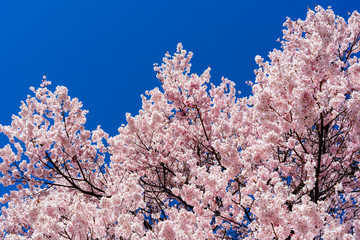 満開の桜の花