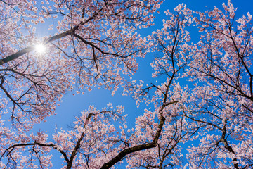 満開の桜の花