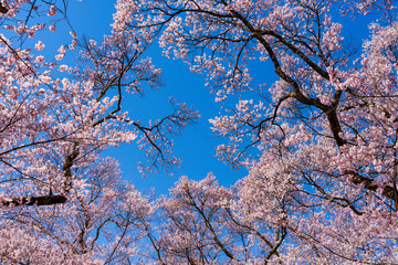 満開の桜の花