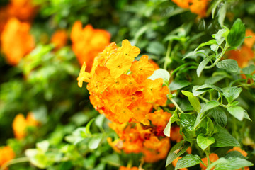 Tropical plant with bright orange flowers