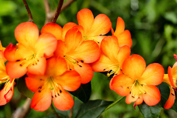 Tropical plant with bright orange flowers