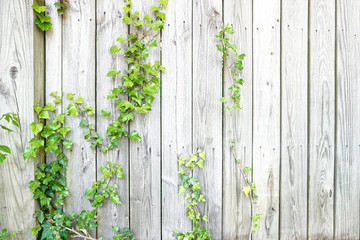 Close-up of bright green ivy winding up the planks of a wooden fence in springtime
