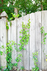 Fototapeta premium Ivy climbing up a wooden fence in spring; green leaves against a light wooden plank