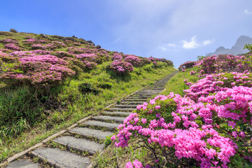 ミヤマキリシマ　仙酔峡　熊本県阿蘇市　Rhododendron kiusianum Sensuikyo Kumamoto Aso city
