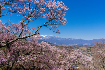 高遠城址公園の桜と日本アルプスの山並み