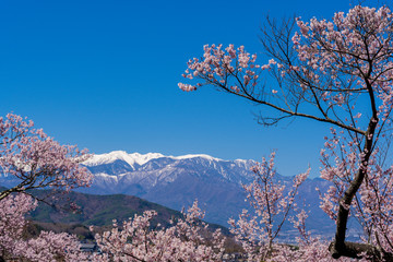 高遠城址公園の桜と日本アルプスの山並み