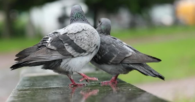 Concept, love, rain, spring. two gray pigeons sex dove kissing on a stone parapet in the rain. Cloudy wet weather.