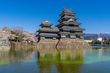 春の松本城
