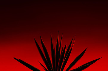 Romantic looking Agave plant after sunset, orange gradient sky background, dusk time 