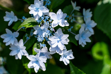 白いガクアジサイの花
