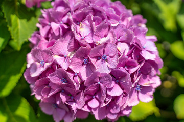 ピンクのアジサイの花