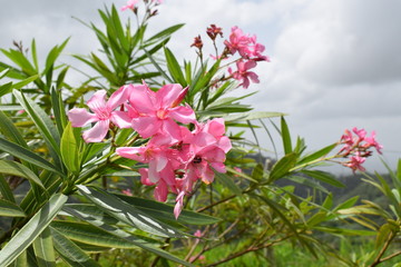 Naklejka na ściany i meble pink flowers in the garden