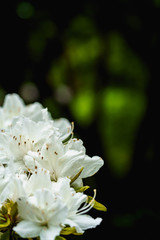 White flowers. Macro photography. Beautiful white tiny flowers with blurry green background. 