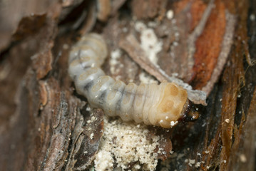 Long horn beetle, Cerambycidae larva on pine wood