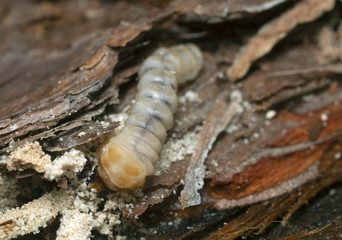 Long horn beetle, Cerambycidae larva on pine wood