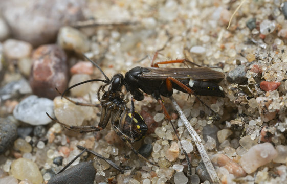 Spider-hunting wasp, Episyron with caught spider