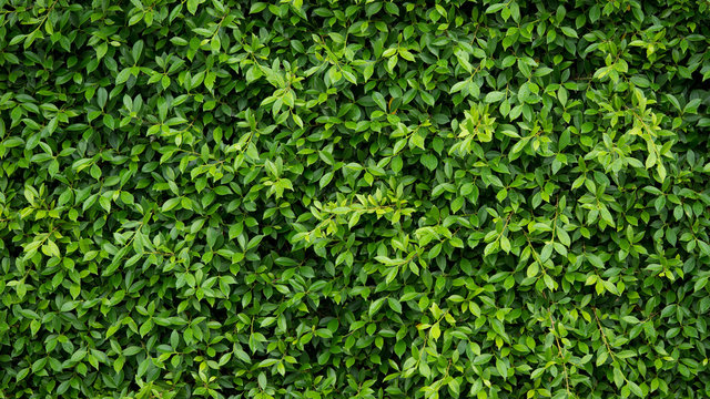 Wall of green leaf for nature background with copy space for text