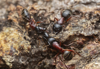 Carpenter ants, Camponotus on coniferous wood