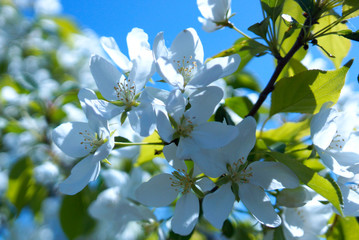 blossoming apple tree in spring