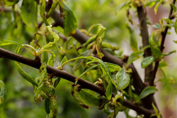 Plum leaf curl, a disease caused by aphids that causes curling of the fruit tree leaves.