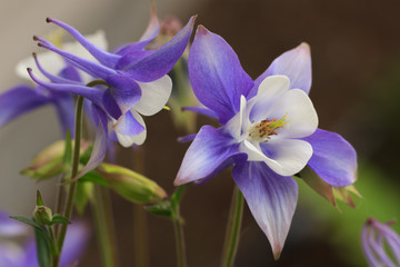 Closeup of purple columbine (Aquilegia) flowers against a blurred background.