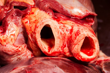 close up view of cattle heart blood arteries