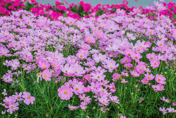 Selective focus pink cosmos bloomomg in the park