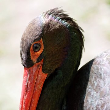 Close-up Of Black Oystercatcher