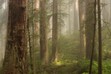 Foggy coastal redwood (Sequoia sempervirens) forest in Northern California, in the early morning light.