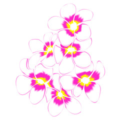 Naklejka premium Frangipani and leaves Isolated On White Background