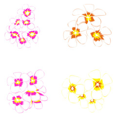 Frangipani and leaves Isolated On White Background