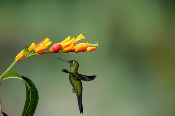 Hummingbird and Flower in Ecuador 