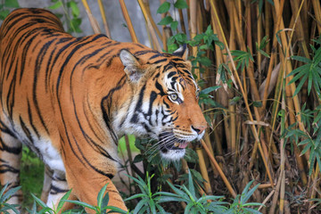 Sumatran tiger