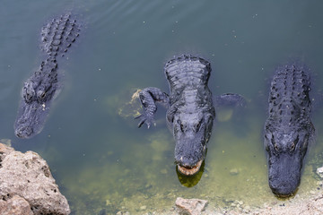 Two crocodiles lie in the river near the shore.  You big alligator, top view