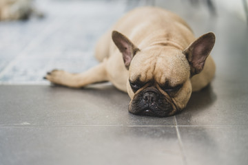 Obraz premium Sleepy french bulldog lying on tiled floor outdoor.