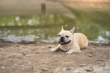 Cute french bulldog lying at dry ground against pond background.
