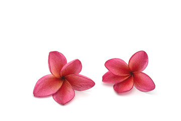 Red plumeria isolated on white background.