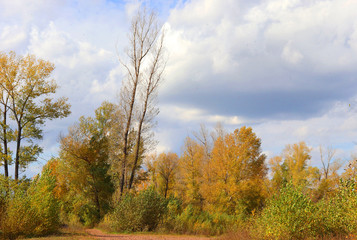 Autumn landscape in forest