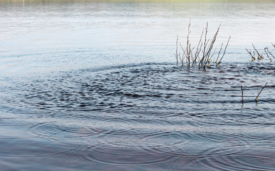 Photo detail of lake zone