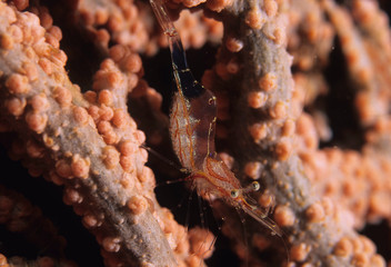 抱卵している小エビ