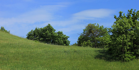 Fototapeta na wymiar Beautiful green meadow with trees