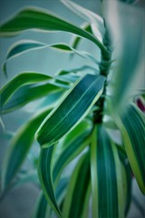A Plants leaf with a different colour at borders closeup shot