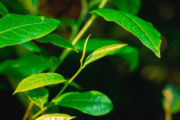 Peak season of tea leaves, young shoots for use as a fine tea from the top of the mountain.